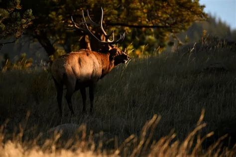 How close is too close when it comes to elk-watching in Estes Park?